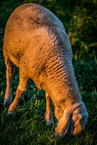 Close-up of horse grazing in field