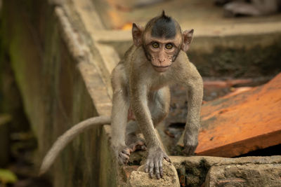 Baby long-tailed macaque on wall faces camera