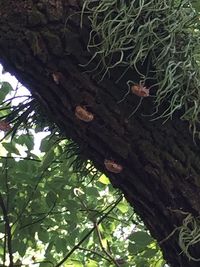 Low angle view of trees