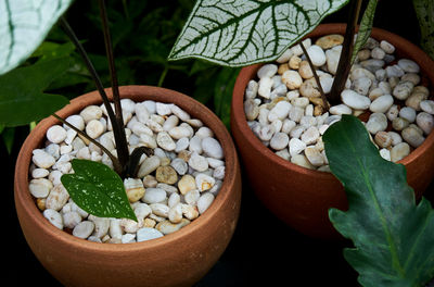 High angle view of potted plants in container