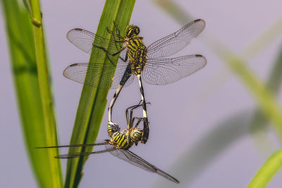 Close-up of dragonfly on plant