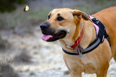 Close-up of dog looking away at butterfly