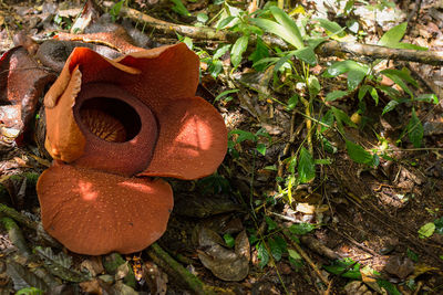 Close-up of mushroom growing on field