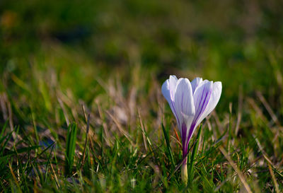 Close-up of purple crocus flower on field