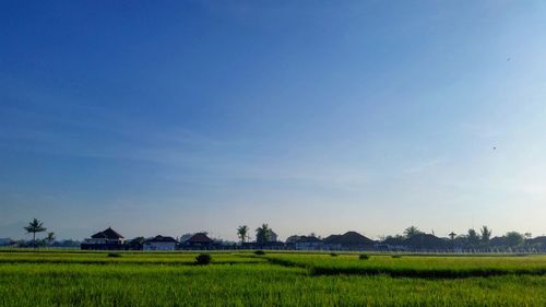 Scenic view of agricultural field against blue sky