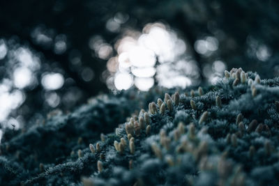 Spruce tree and cones in festive, wintery cold tones