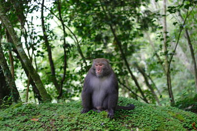 Monkey sitting on land in forest