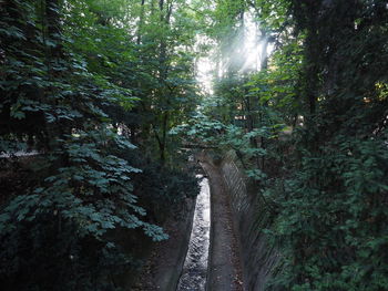 Trees in forest