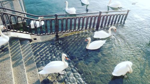 High angle view of swans swimming in lake