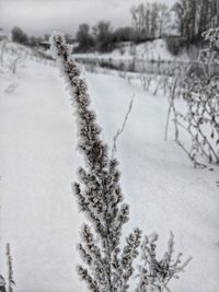 Snow covered trees on field during winter