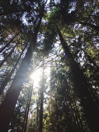 Low angle view of trees against sky