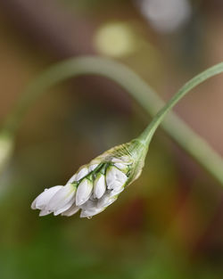 Close-up of white flowering plant