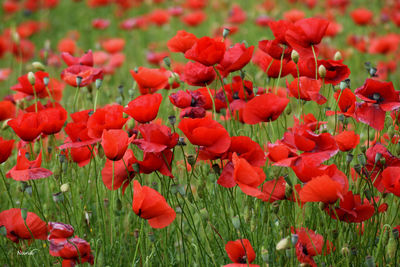 Close-up of poppy flowers blooming in field