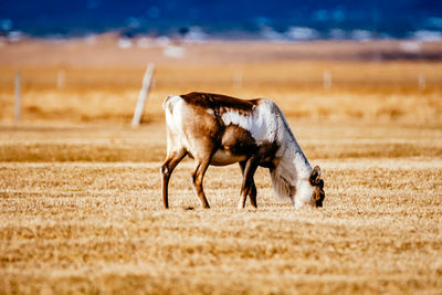 Domestic cattle on field