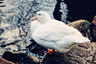 Close-up of seagull perching on rock