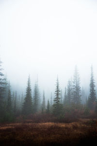 Trees in forest against sky during foggy weather