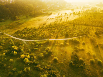 High angle view of road amidst trees in forest