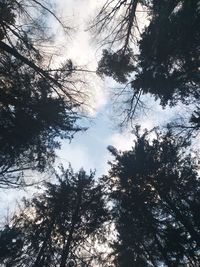 Low angle view of trees against sky