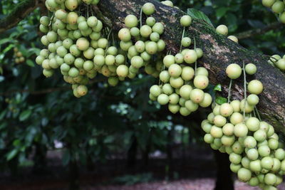 Close-up of grapes in vineyard