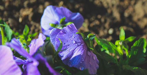 Close-up of purple iris flower