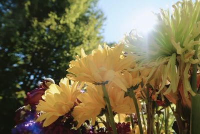 Close-up of yellow flowering plant against sky