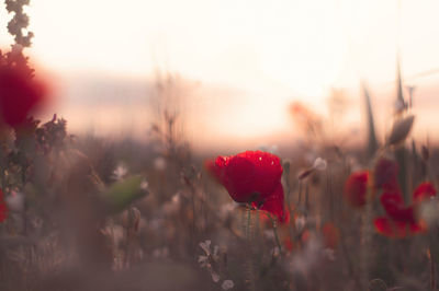 Close-up of red flowering plants on field during sunset