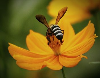 Close-up of honey bee on yellow flower