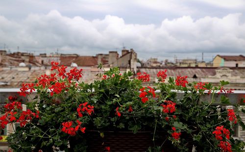 Close-up of red flowers growing in city against sky