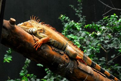 Full length of red iguana on branch