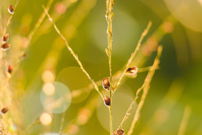 Close-up of  grass plant
