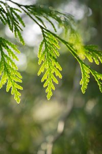 Close-up of leaves on branch