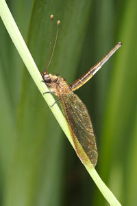 Close-up of insect on plant