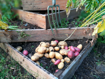 Vegetables in container