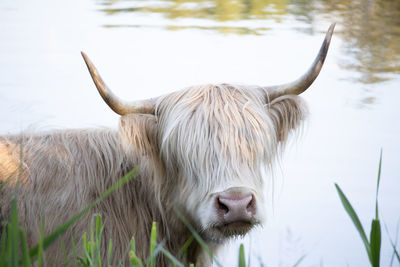 Close-up of a highland cow in lake