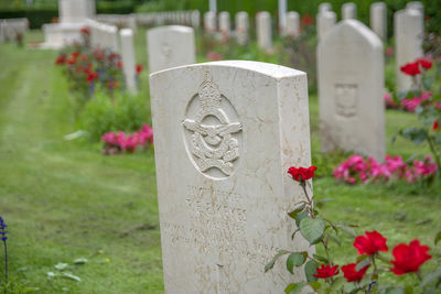 Close-up of white flowering plants at cemetery