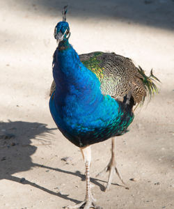 High angle view of a peacock