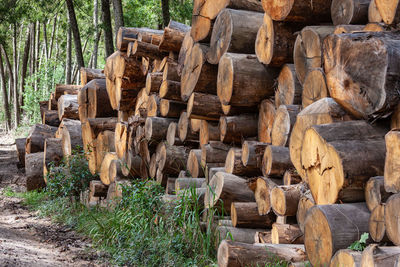 Stack of logs in a forest