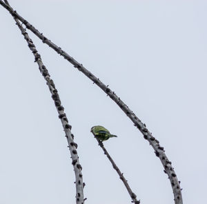 Low angle view of bird perching on plant against sky