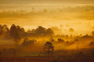 Trees on field against orange sky