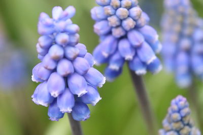 Close-up of purple flowering plant