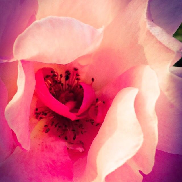 flower, petal, flower head, freshness, fragility, beauty in nature, full frame, backgrounds, pink color, growth, close-up, nature, single flower, blooming, extreme close-up, rose - flower, plant, natural pattern, pink, macro