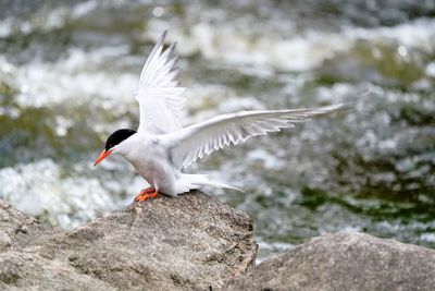 Bird perching on rock at river