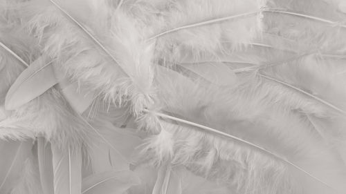 feather