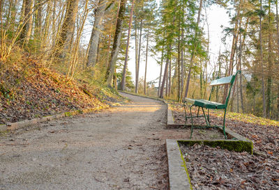 Empty footpath in forest