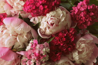 Close-up of pink roses