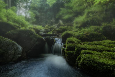 Scenic view of waterfall in forest