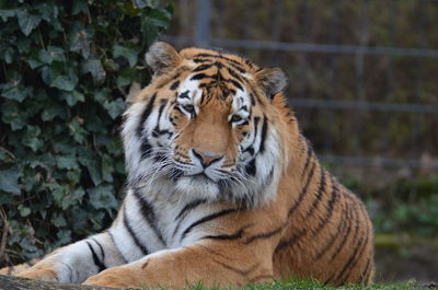 View of a tiger