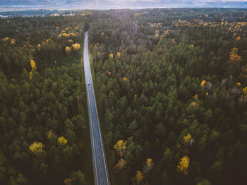 High angle view of road amidst trees in forest during autumn