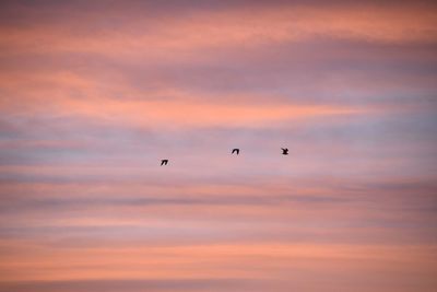 Low angle view of silhouette birds flying against orange sky