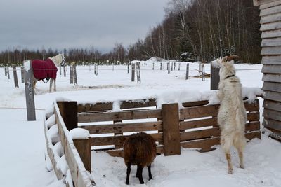 Sheep on snow covered field against sky